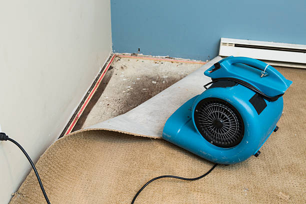 Best Mold removal after water damage  in Highfill, AR
